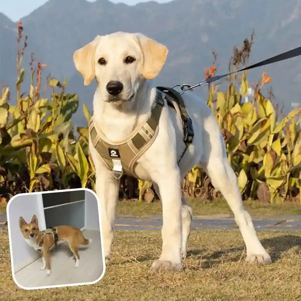 harnais en y kaki - marron clair avec sangles kaki