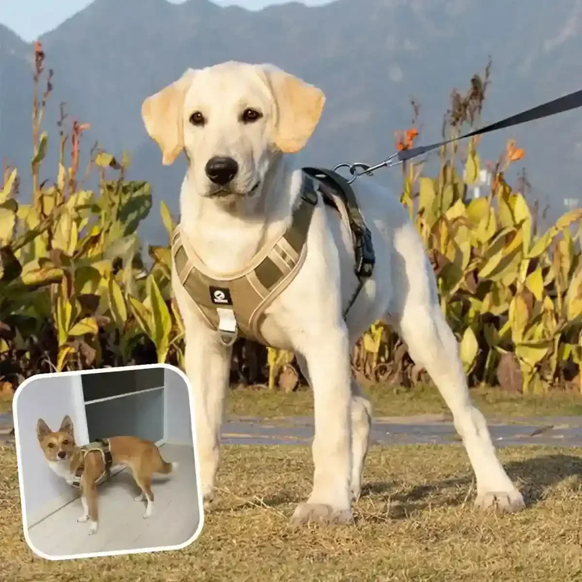 harnais en y kaki - marron clair avec sangles kaki