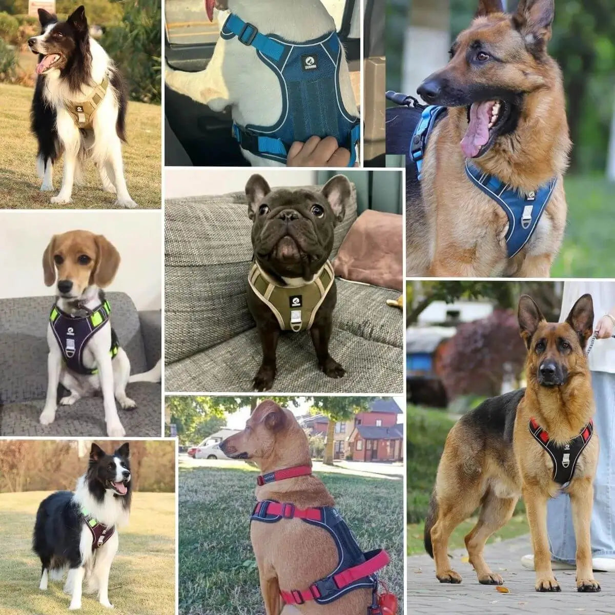 harnais en y multi-races porté