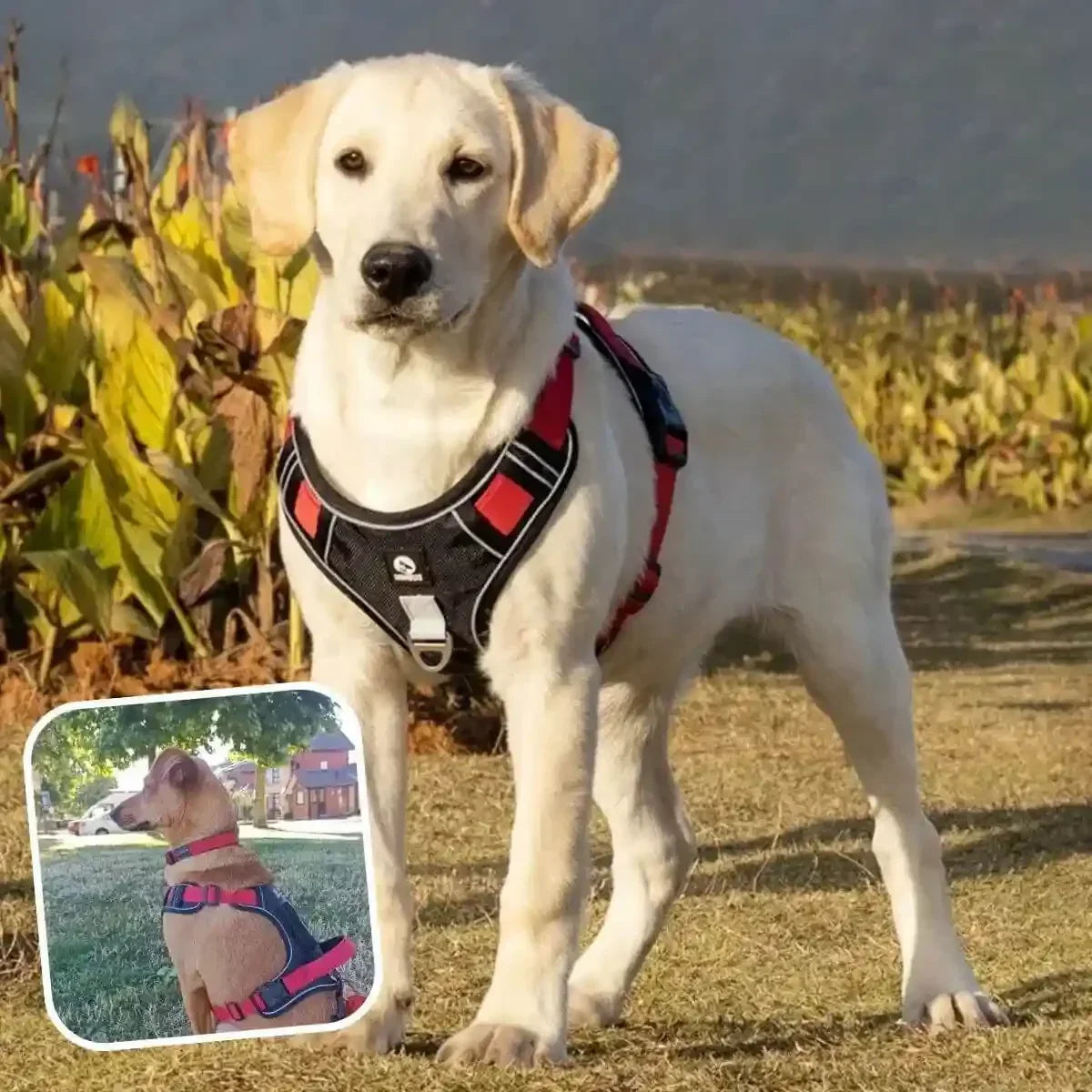 harnais en y noir avec sangles rouges