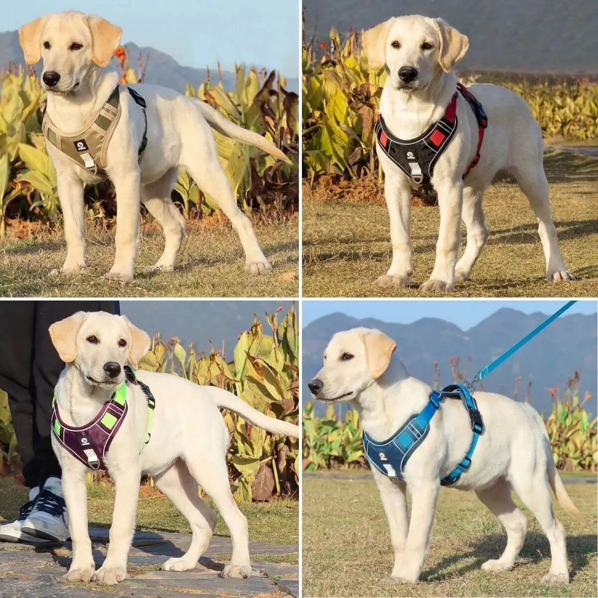 harnais en y variantes couleurs