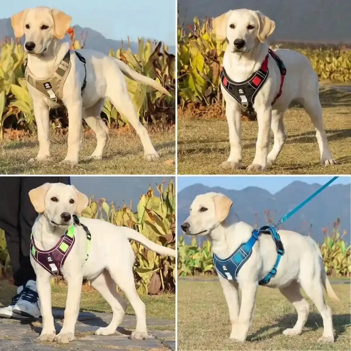 harnais en y variantes couleurs