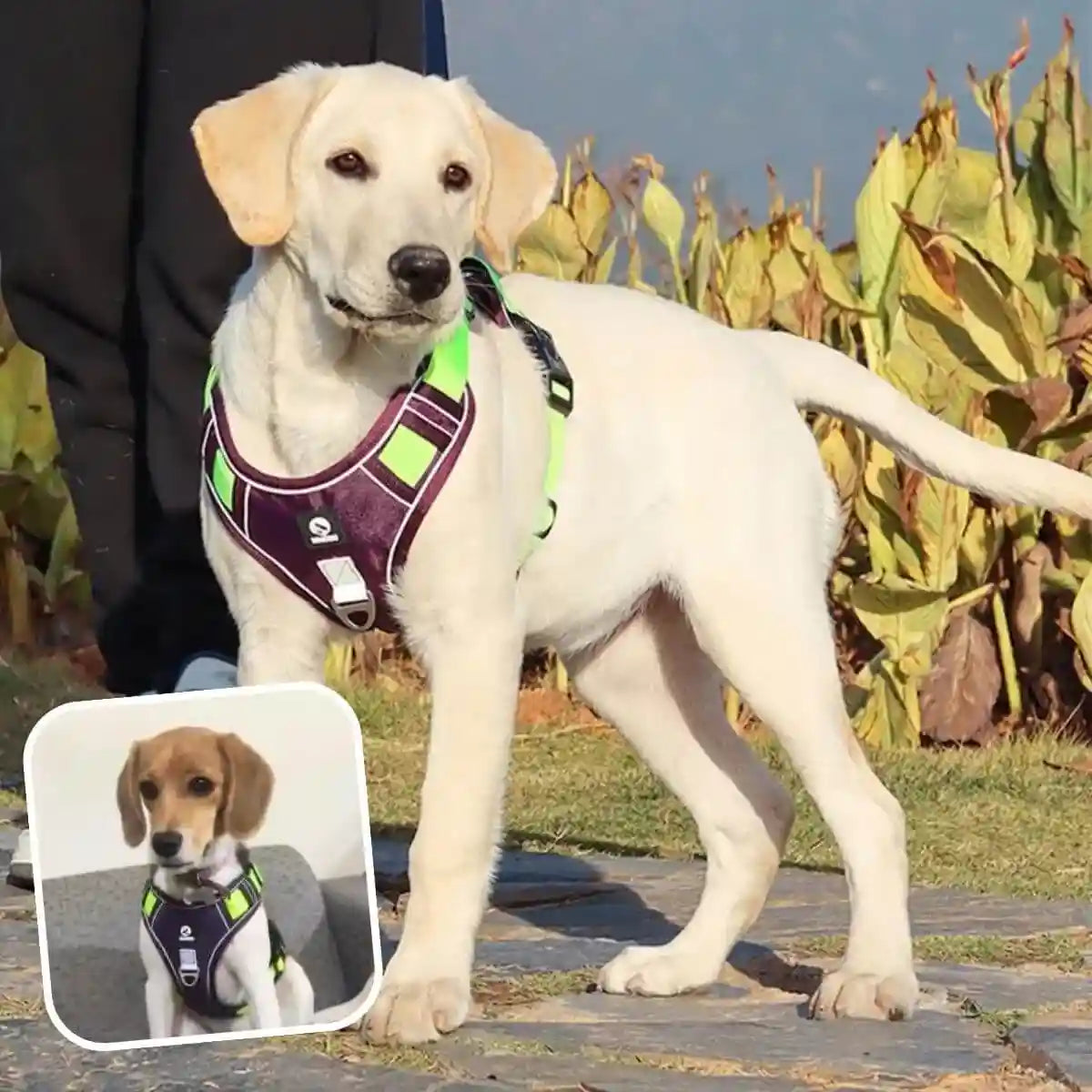 harnais en y violet avec sangles vertes