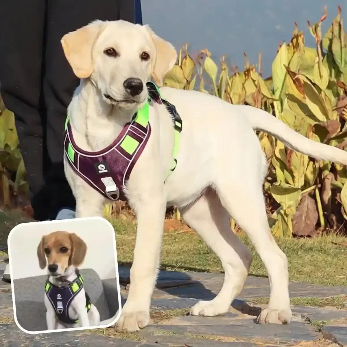 harnais en y violet avec sangles vertes