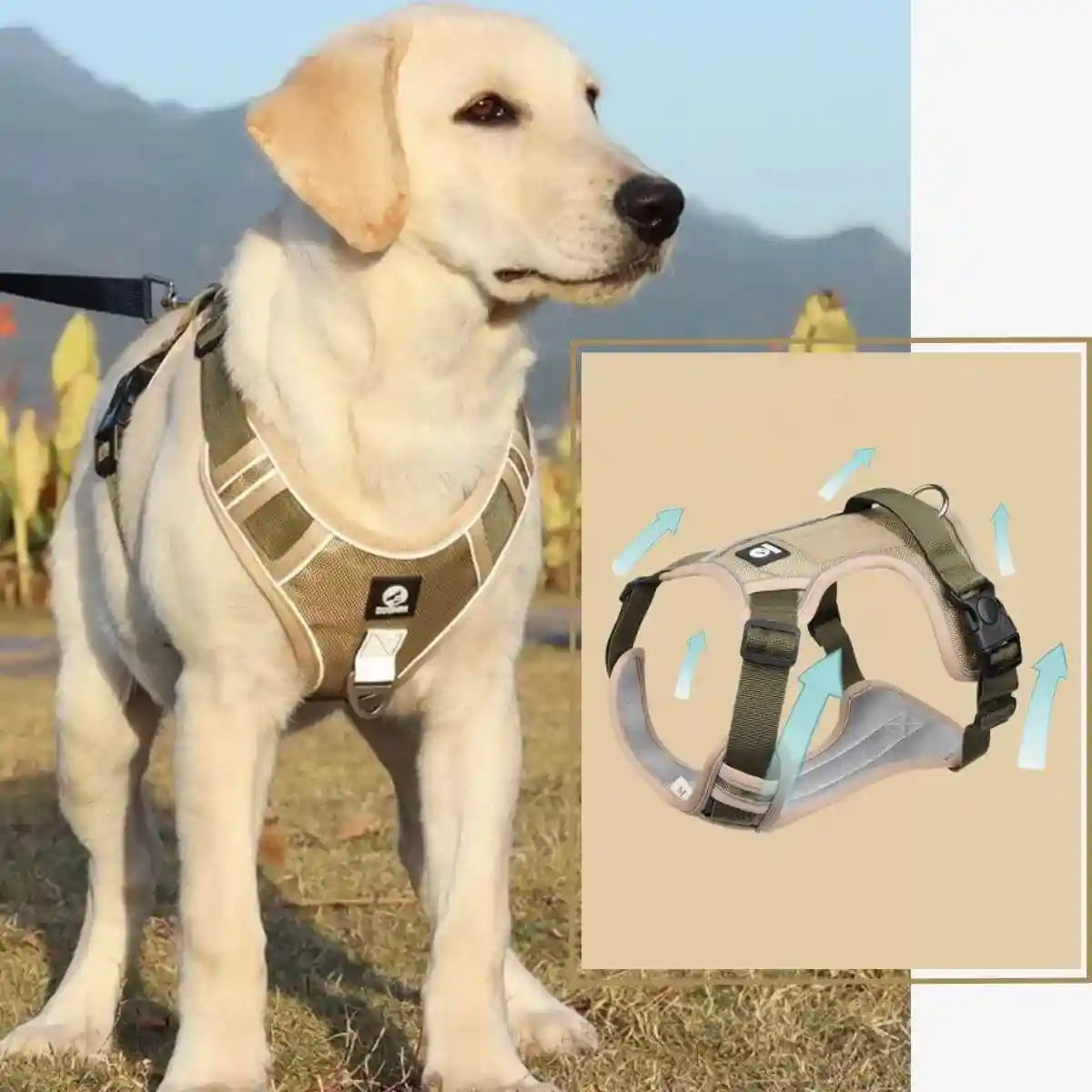 harnais en y répartition pression