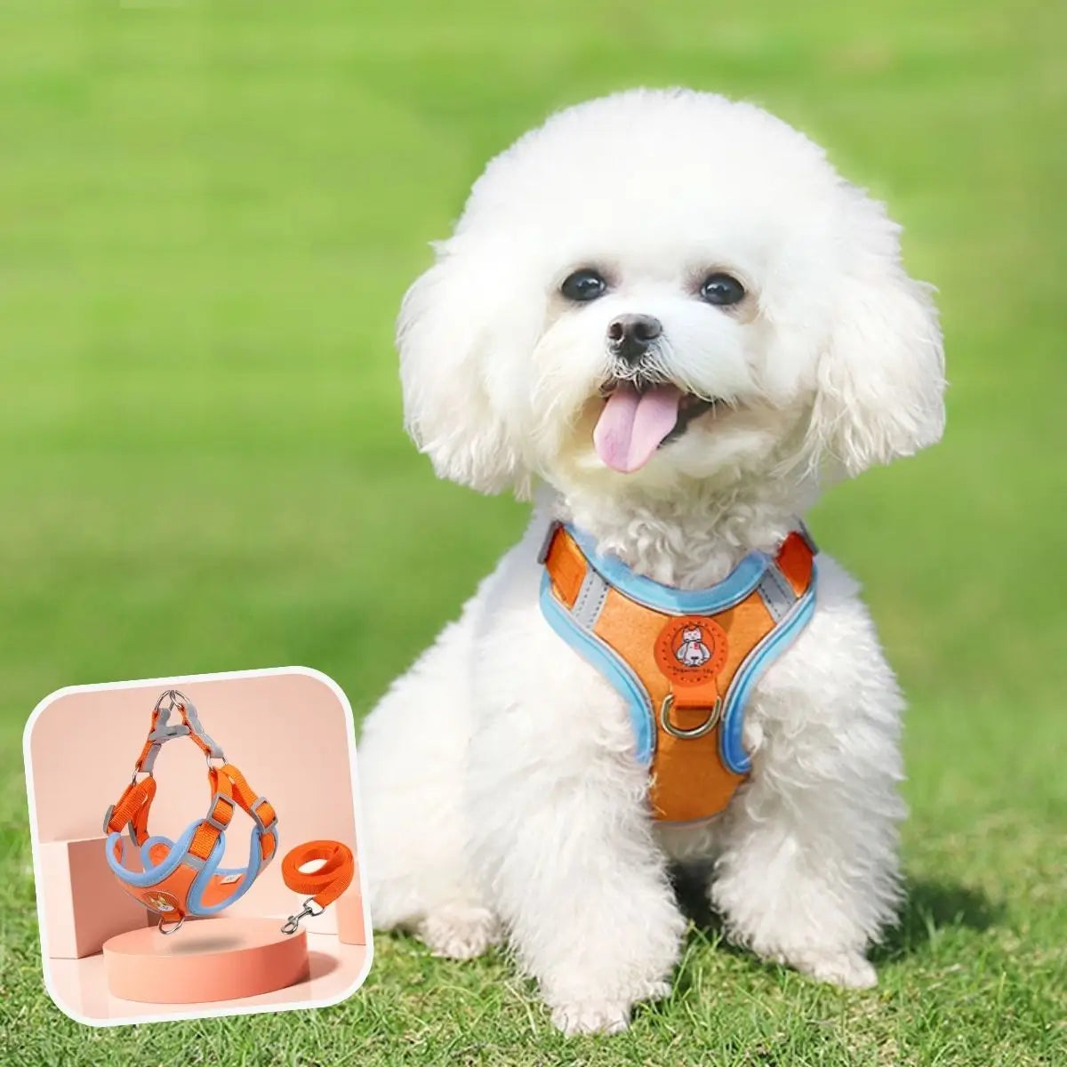 Harnais petit chien orange vendu avec laisse porté par un petit chien