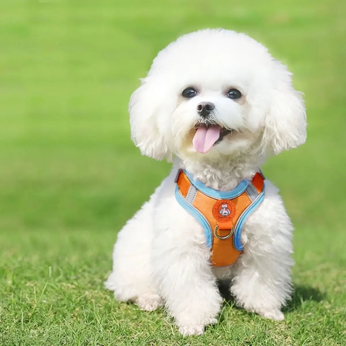 Petit chien portant le harnais petit chien PupHarness™ orange