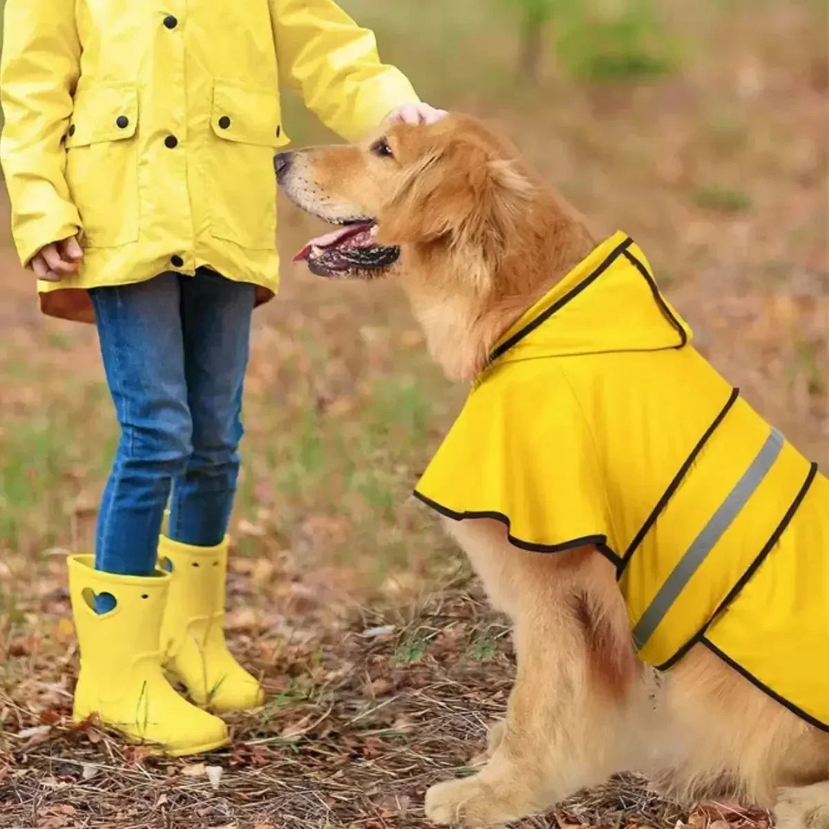 Imperméable chien jaune AquaProtect™ porté en promenade