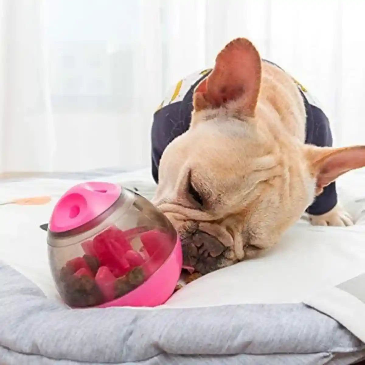 Bouledogue jouant avec le jouet interactif pour chien MagicBall™ rose