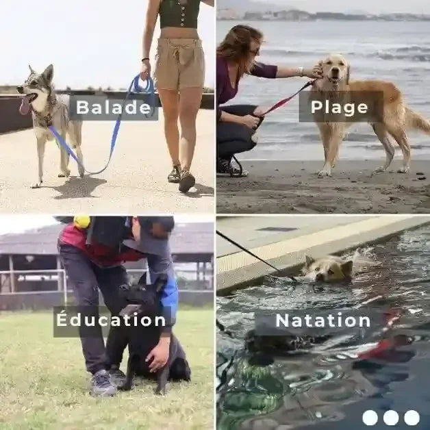 Longe pour chien FreeMax™ pour balades, plage, natation, éducation