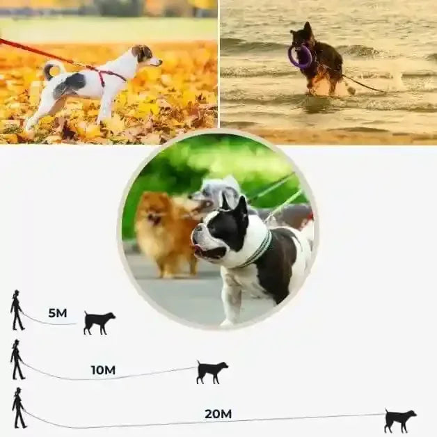 Longe pour chien FreeMax™ disponible en 5, 10 et 20 mètres