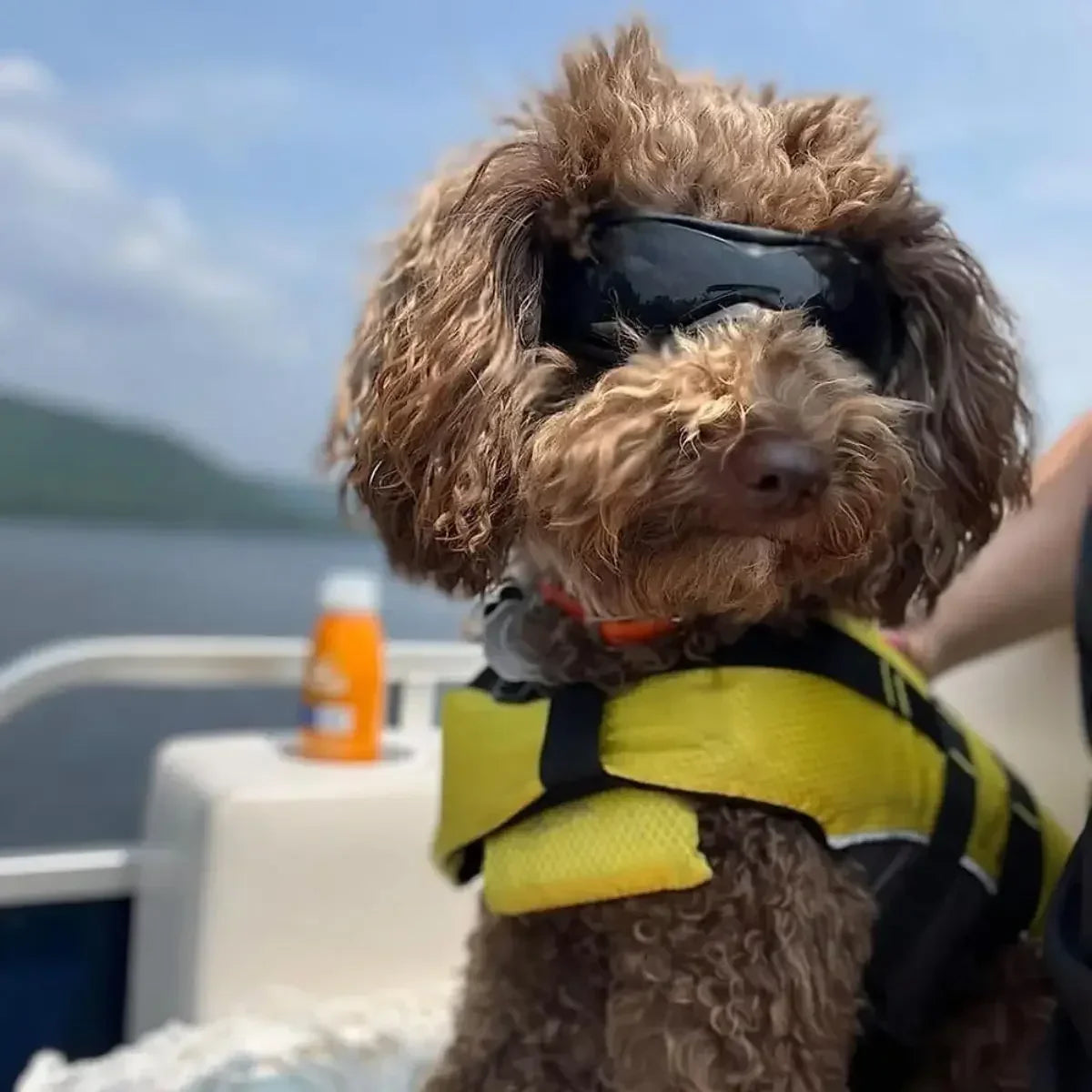 Lunette pour chien - Puppy Pacha