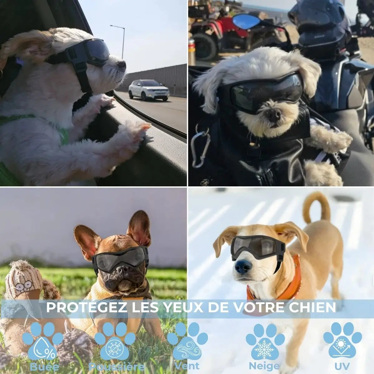 Lunette pour chien en situation voiture, moto, pelouse, neige