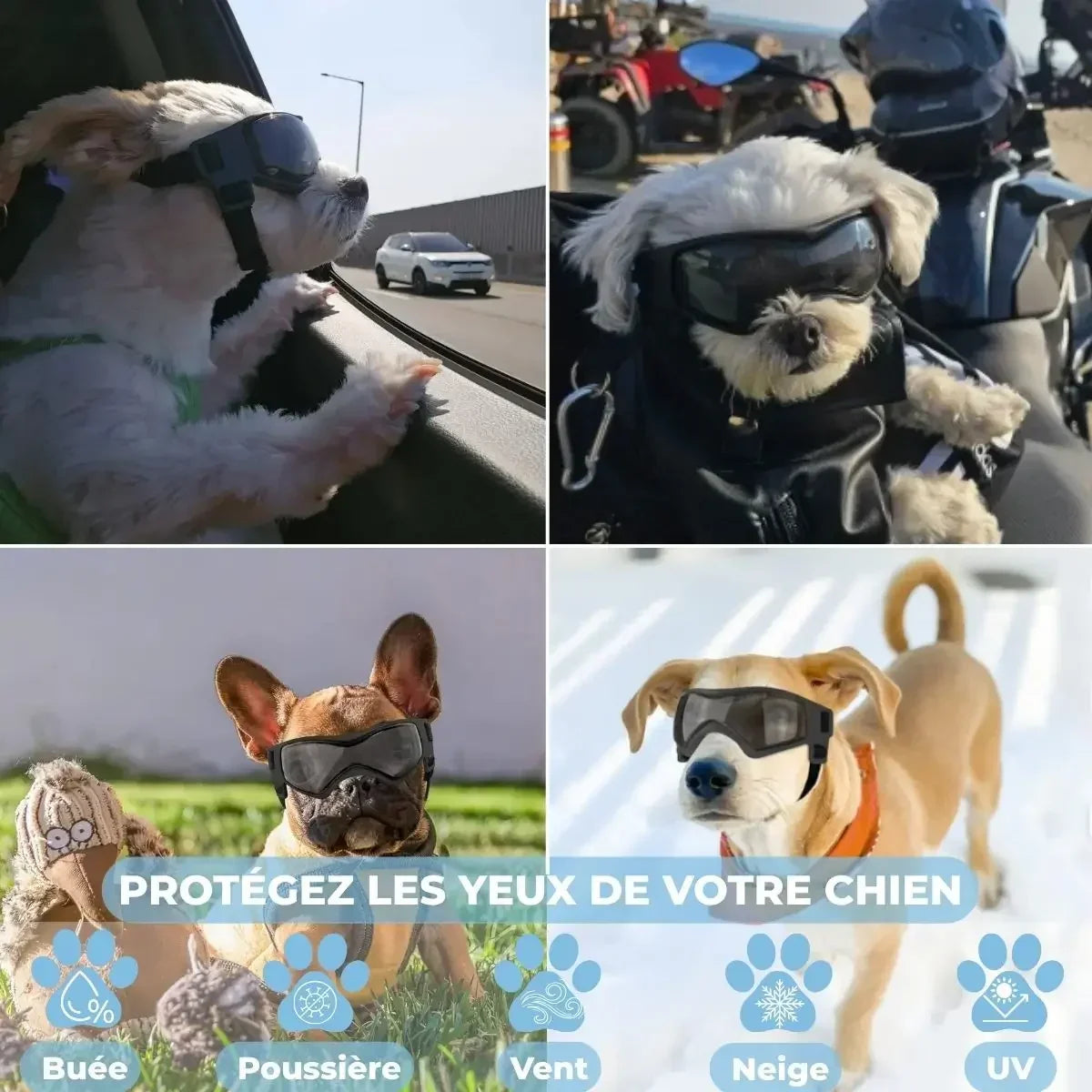 Lunette pour chien en situation voiture, moto, pelouse, neige