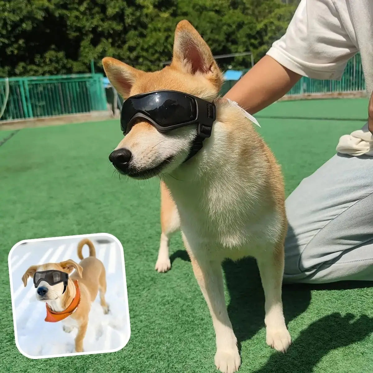 Shiba avec lunette pour chien, protection anti-UV en extérieur été comme hiver