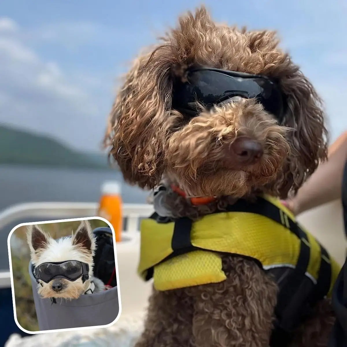 Lunette pour chien anti-UV portée par un caniche brun