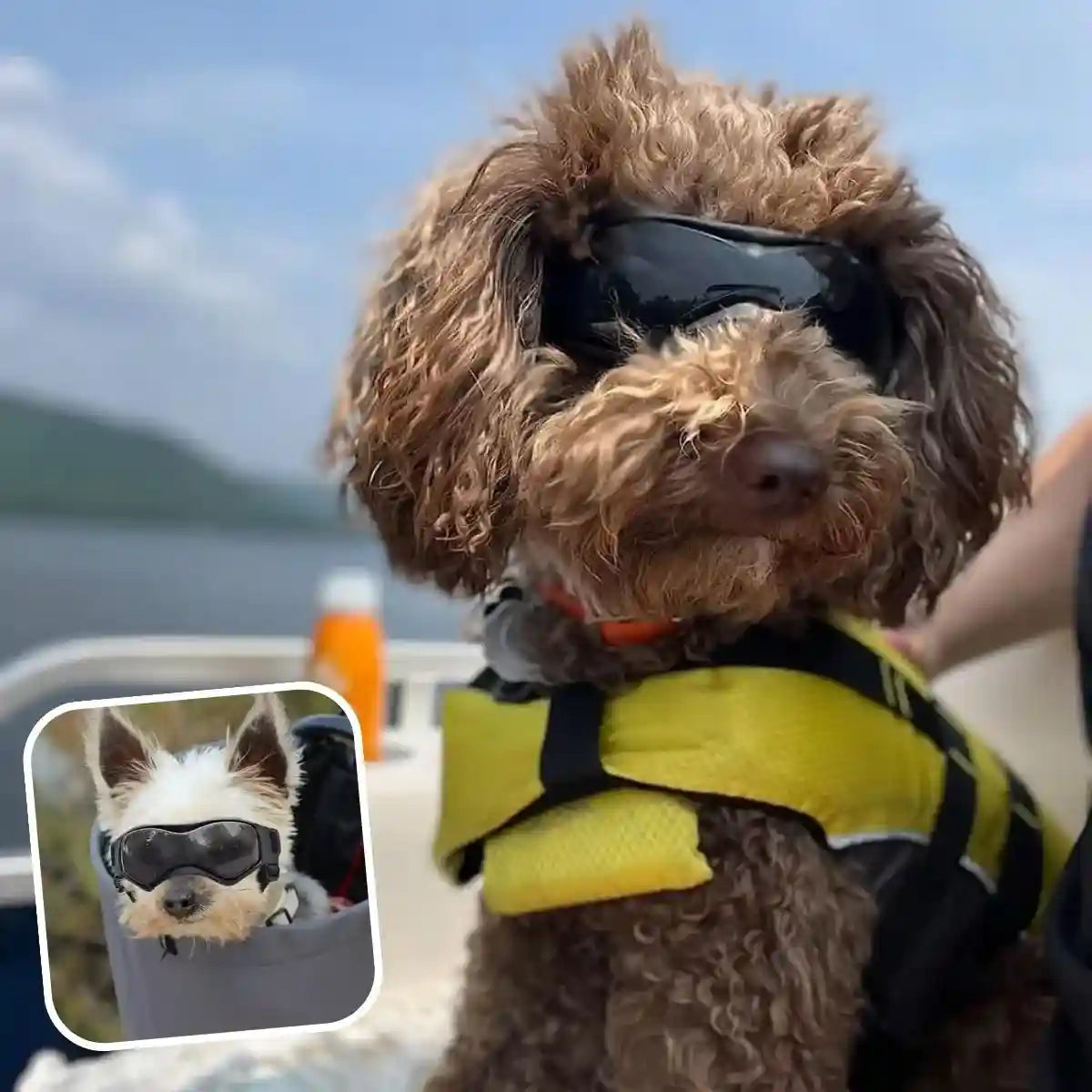 Lunette pour chien anti-UV portée par un caniche brun