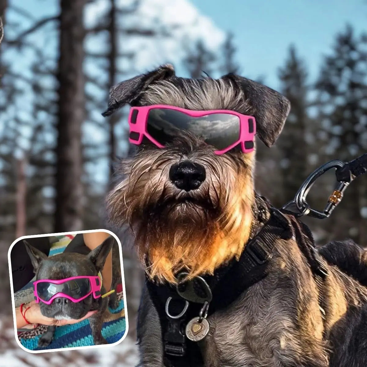 Lunette pour chien sur un Schnauzer, protection contre le soleil