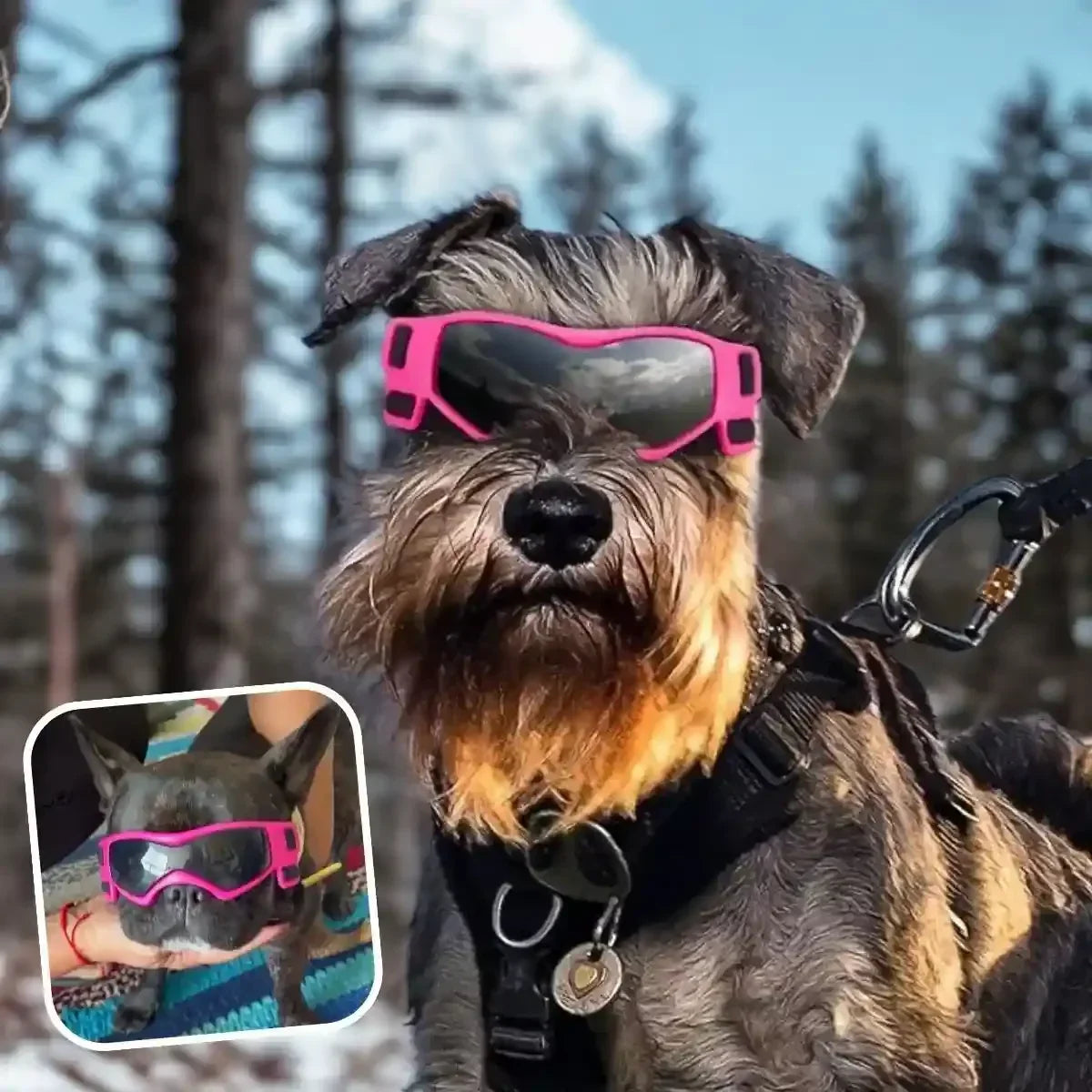 Lunette pour chien sur un Schnauzer, protection contre le soleil