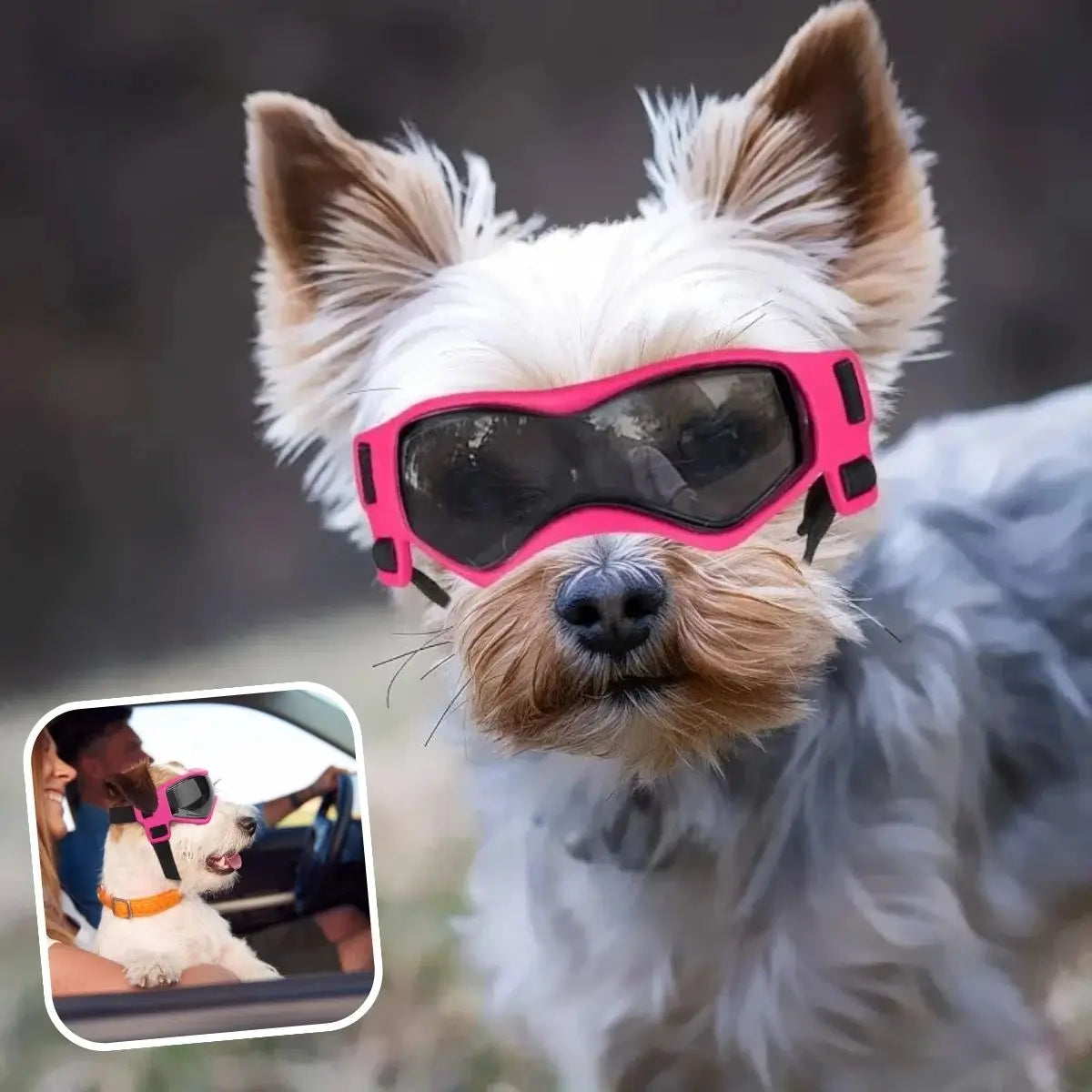 Lunette pour chien utilisée en extérieur et voiture, protection contre le vent