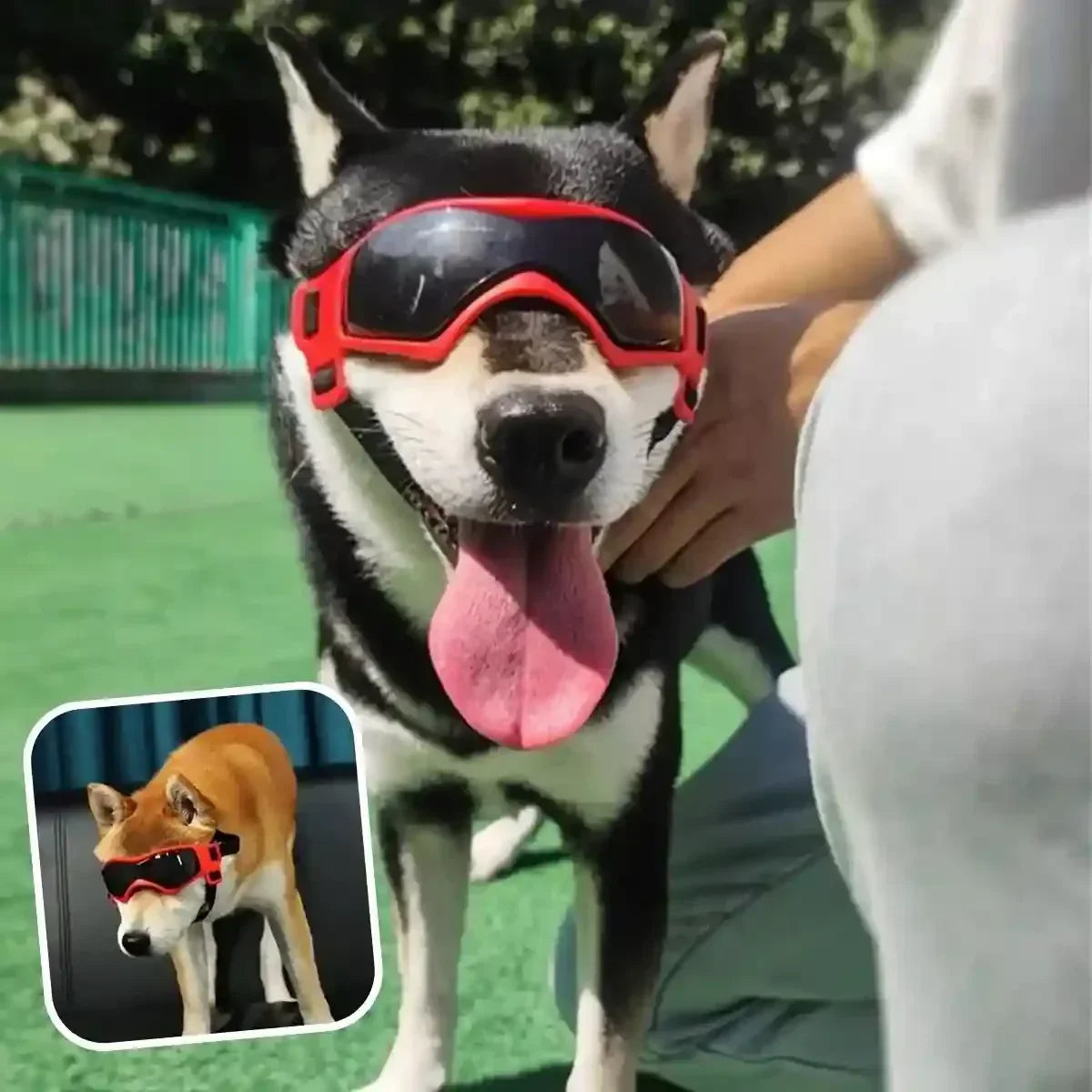Lunette pour chien portée en extérieur, protection UV