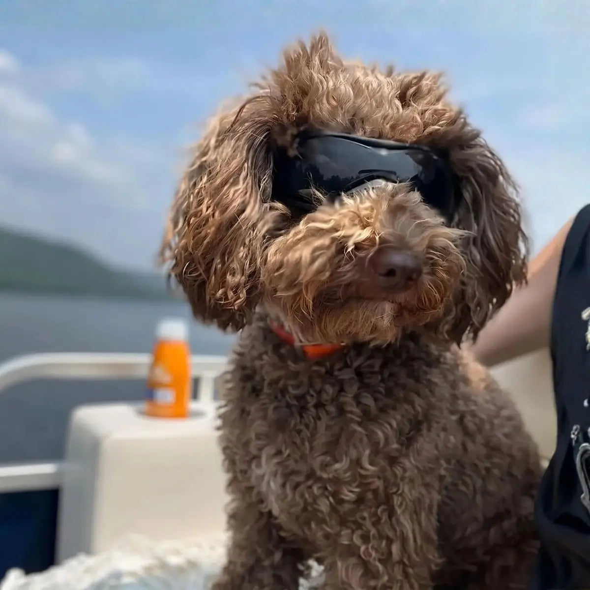 Lunette pour chien noire SunnyDog™ pour protéger les yeux en extérieur