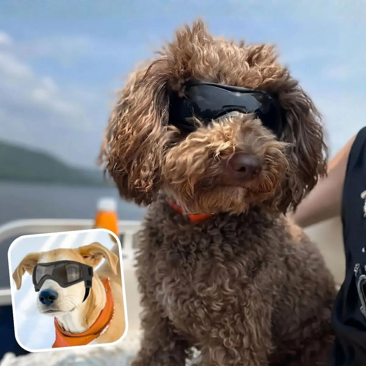 Lunette pour chien noire SunnyDog™ portée à la mer et à la neige