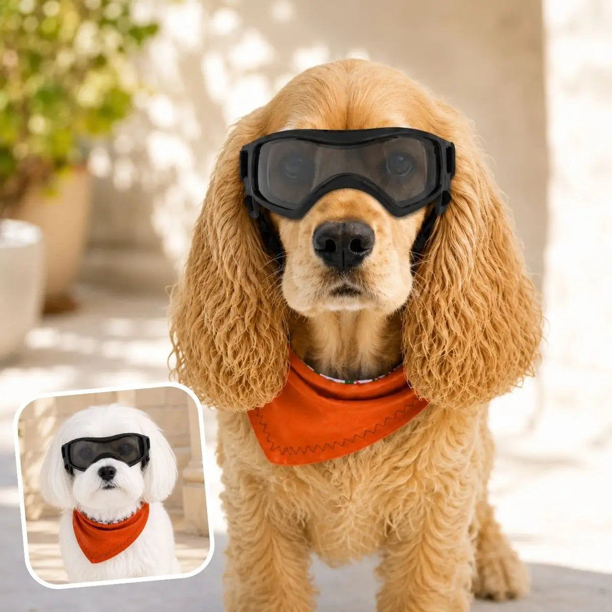 Lunette pour chien noire SunnyDog™ portée en extérieur par temps ensoleillé