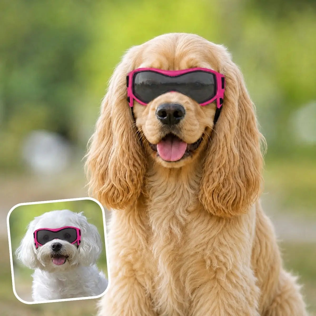 Lunette pour chien rose SunnyDog™ portée par un cocker et un petit chien