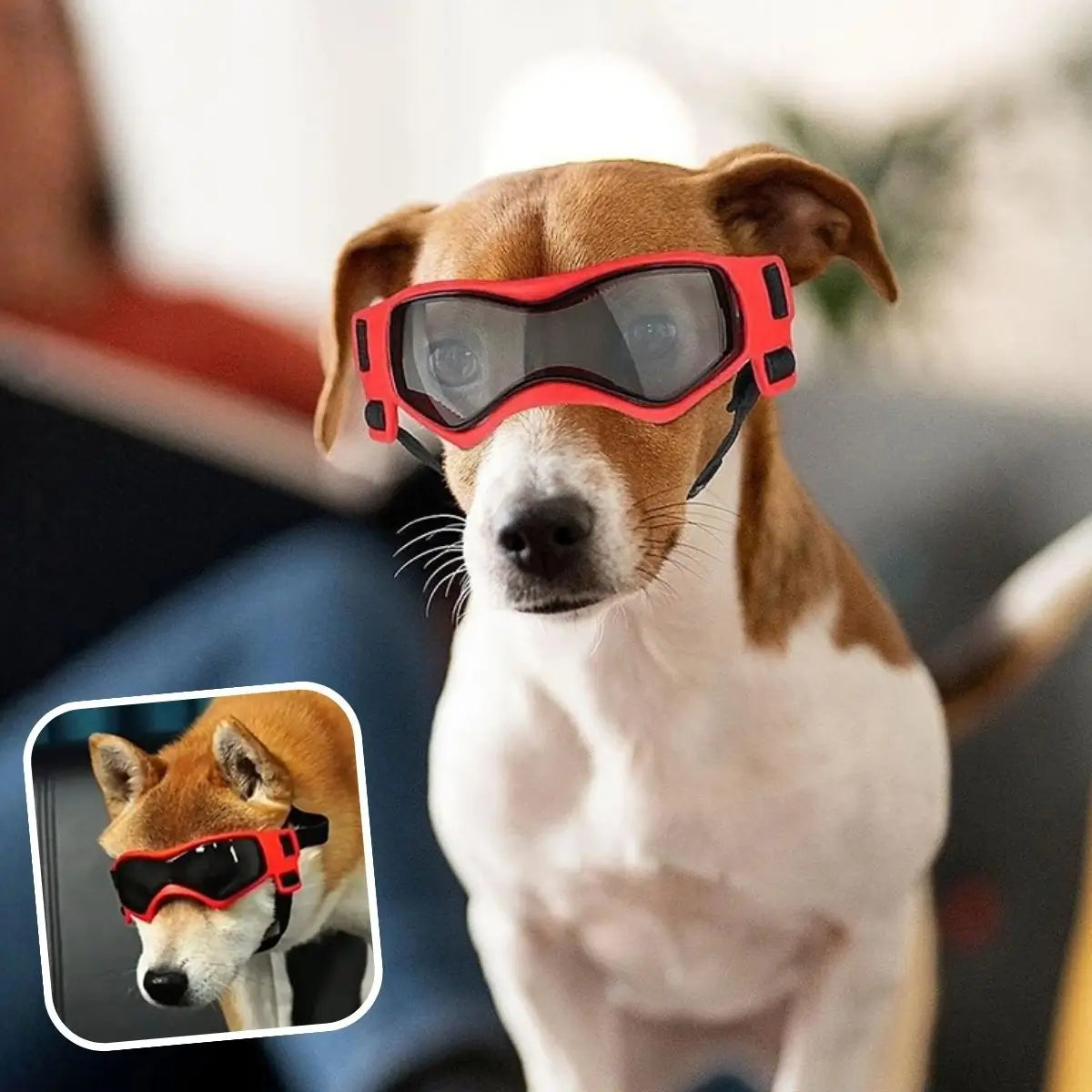 Lunette pour chien rouge SunnyDog™ pour soleil, vent et poussière