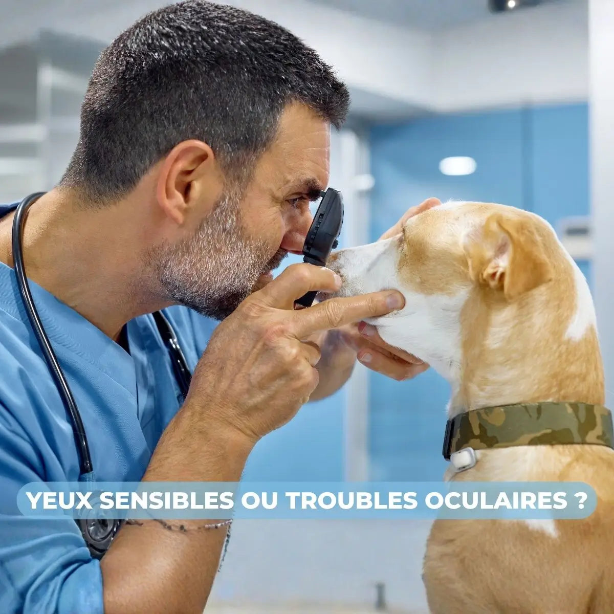Lunettes pour chien pour yeux sensibles et troubles oculaires
