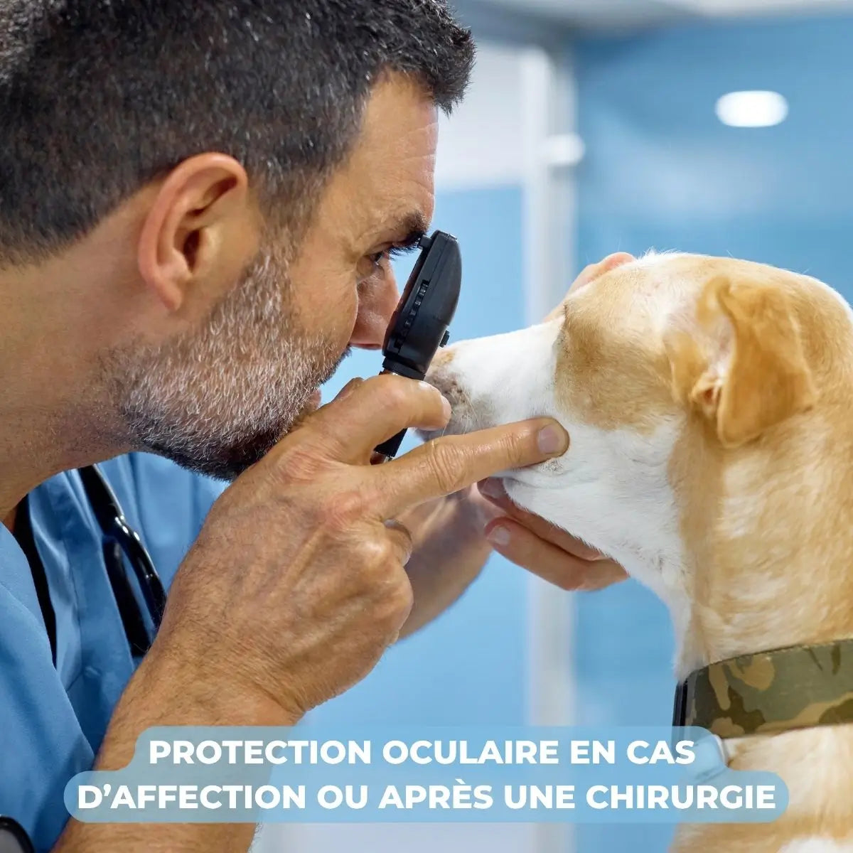 Lunettes pour chien pour yeux sensibles et troubles oculaires