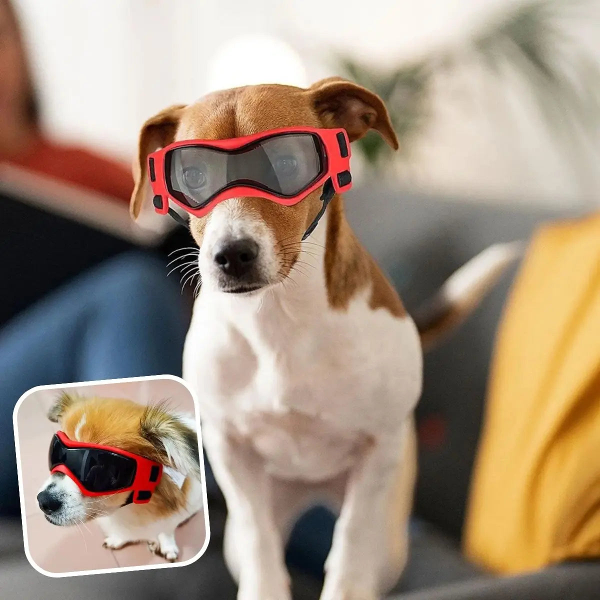 Lunettes pour chien portées par un Jack Russell et un Chihuahua