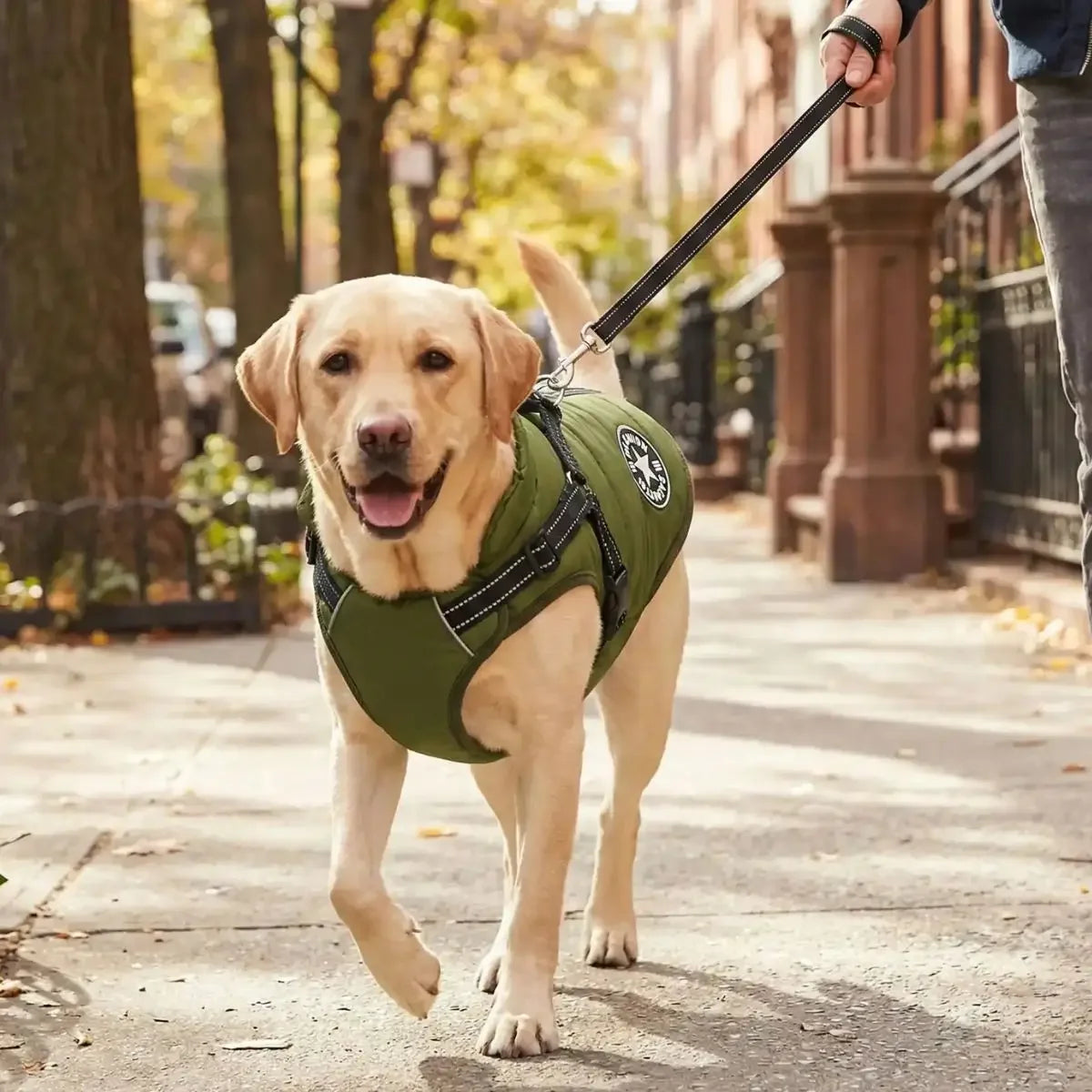 Chien en balade avec le manteau harnais Coat&Walk.