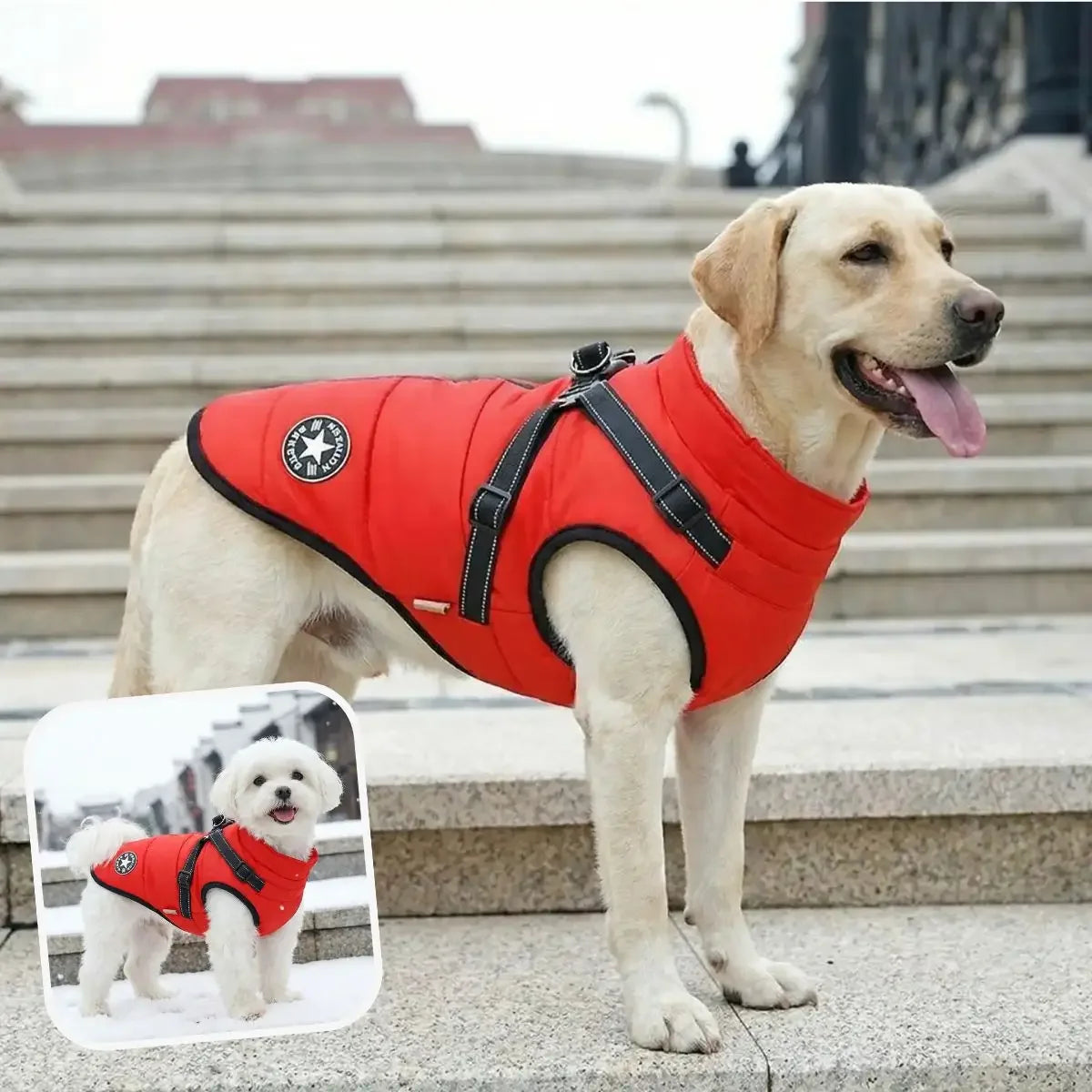 Manteau harnais chien rouge imperméable et coupe-vent.