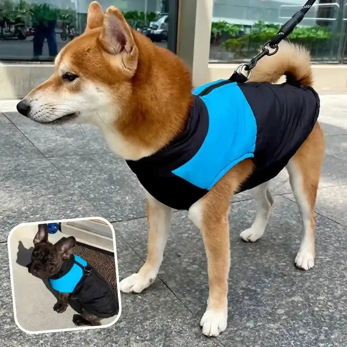 manteau harnais pour chien bleu