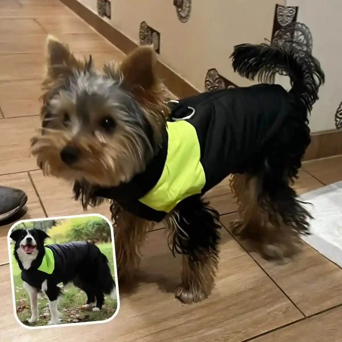 manteau harnais pour chien jaune
