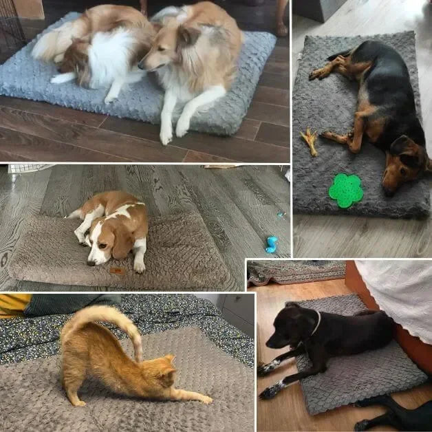 matelas-pour-chien-en-utilisation