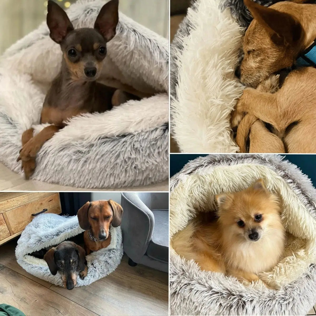 Petites races installées dans panier igloo pour chien NiDoux™