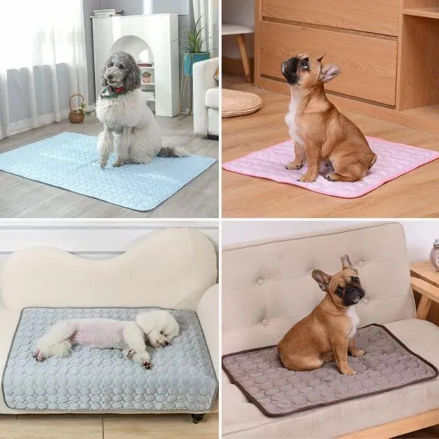 tapis-rafraîchissant-chien-diversité