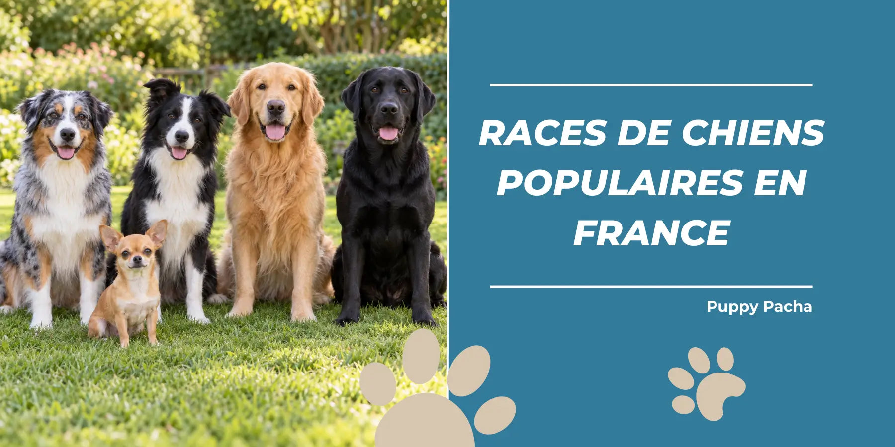 Chien Populaire en France : 5 Races Plébiscitées par les Français