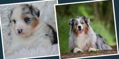 Le Berger Australien - Puppy Pacha