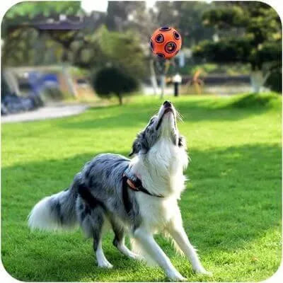 Quel jouet pour chien ? - Puppy Pacha