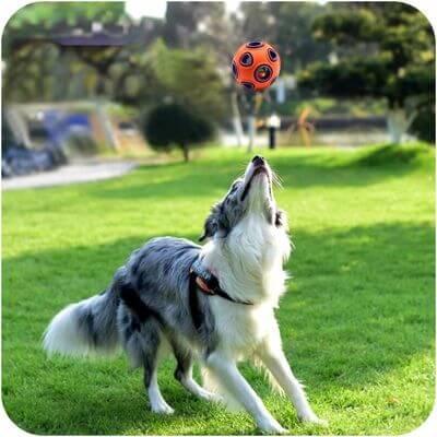 Quel jouet pour chien ? - Puppy Pacha