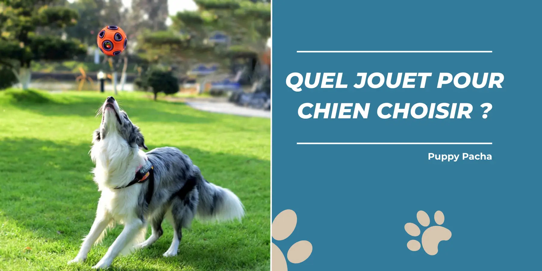 Quel jouet pour chien choisir ? Conseils et sélection pour son épanouissement