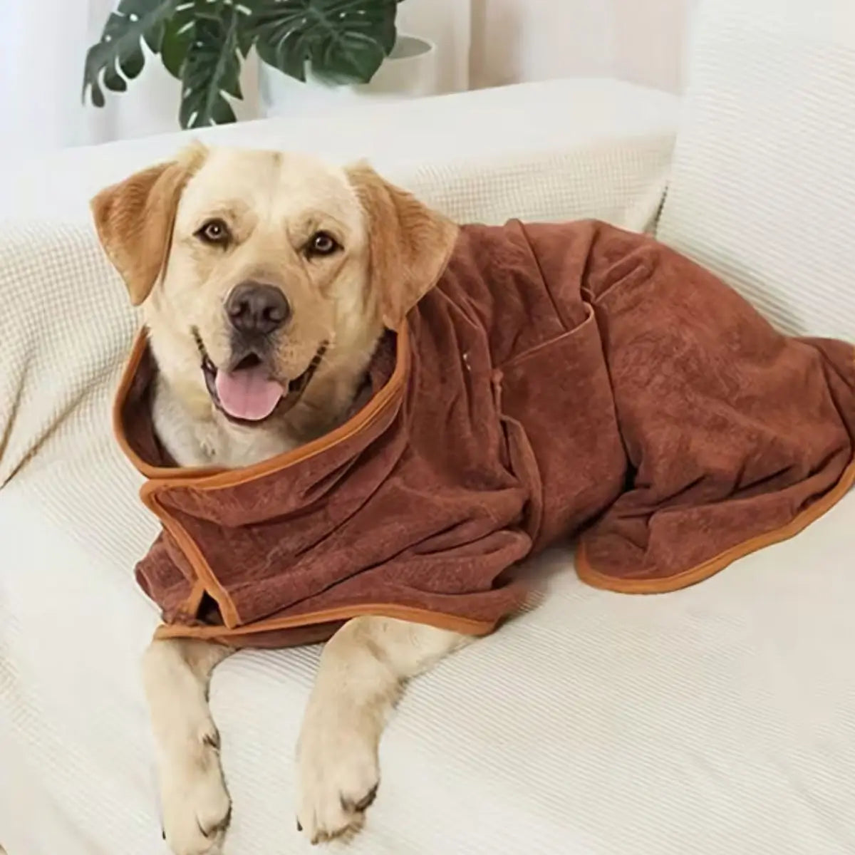 Toilettage chien - Puppy Pacha