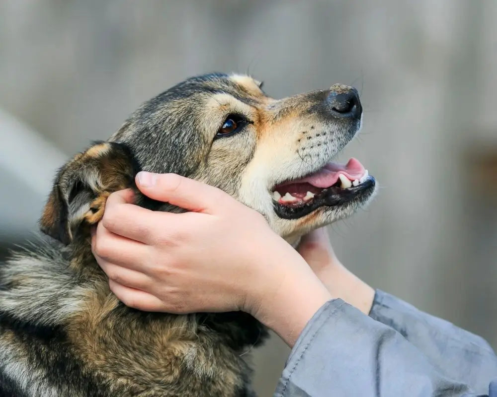 Plus de 1500 clients font confiance à Puppy Pacha pour le bien-être de leur chien