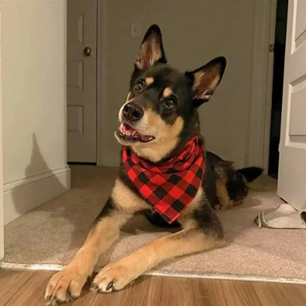 Bandana chien rouge à carreaux porté par un chien de type berger.