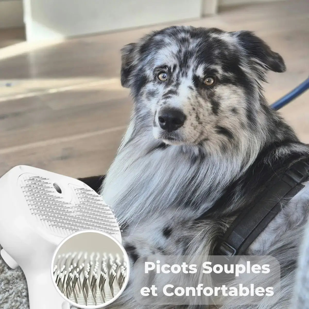Brosse vapeur carde pour chien avec picots souples