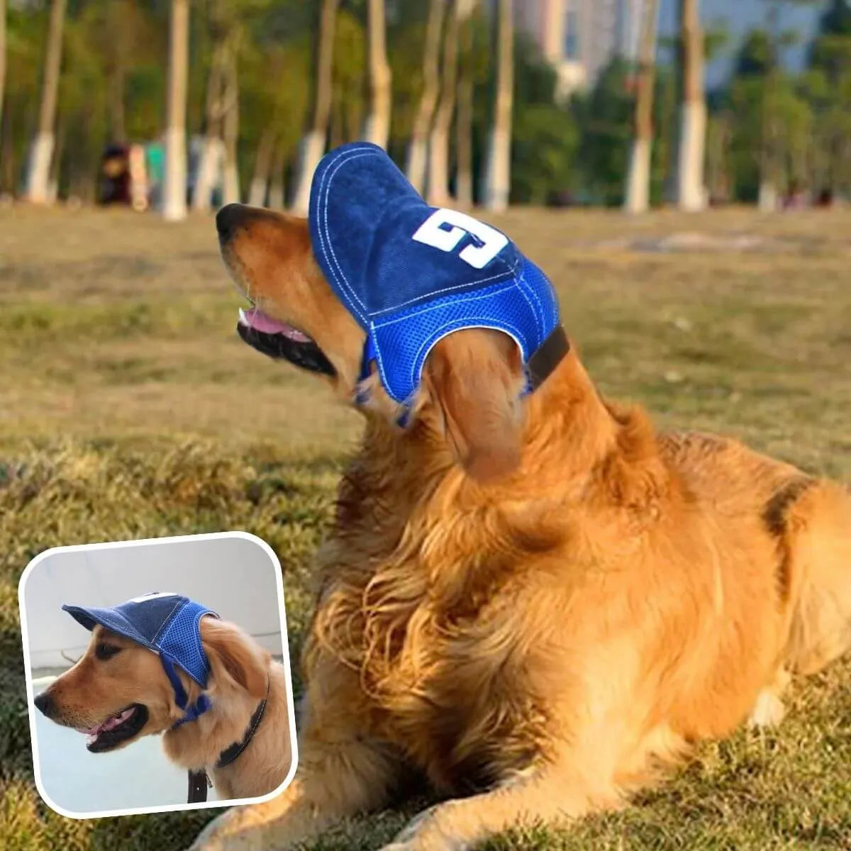 casquette pour chien bleue taille L